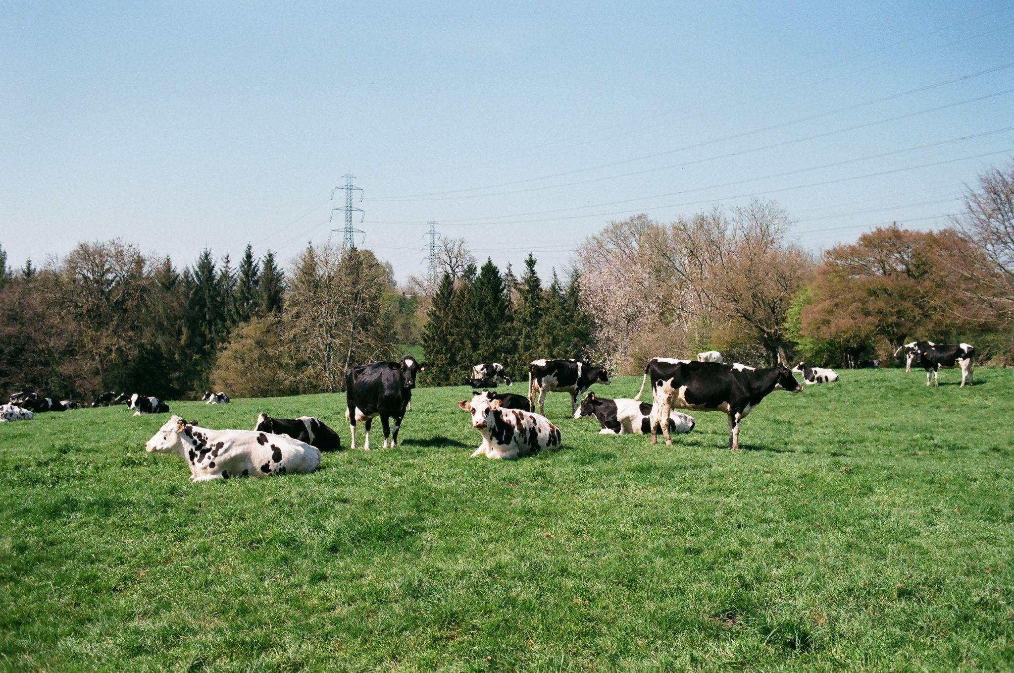 Many cows grazing in the field