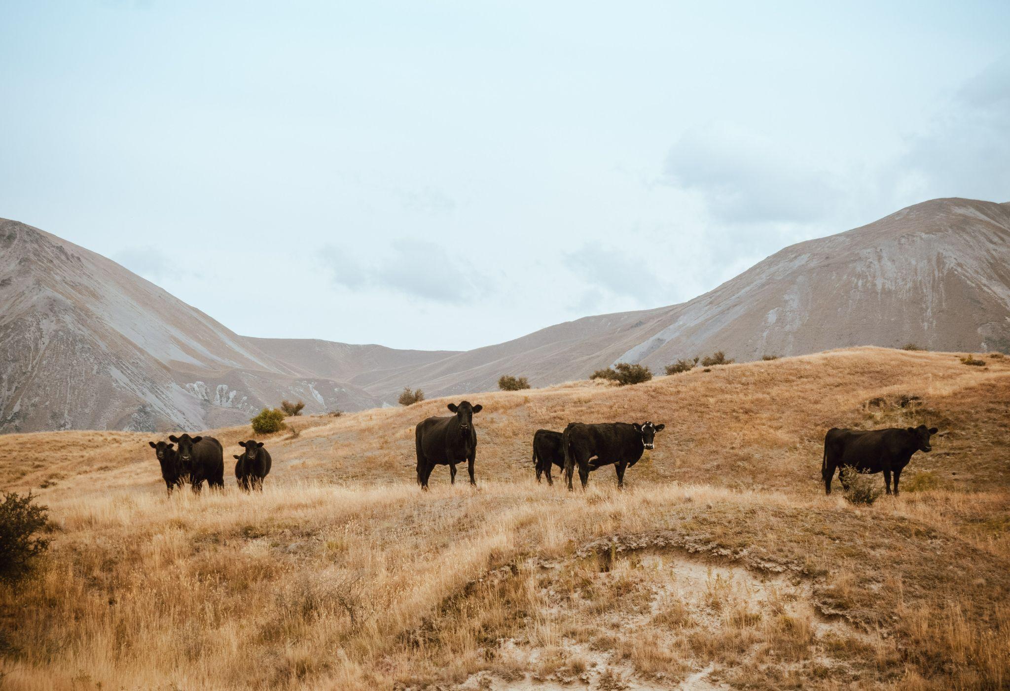 A herd of cows on a grass field under the blue sky.