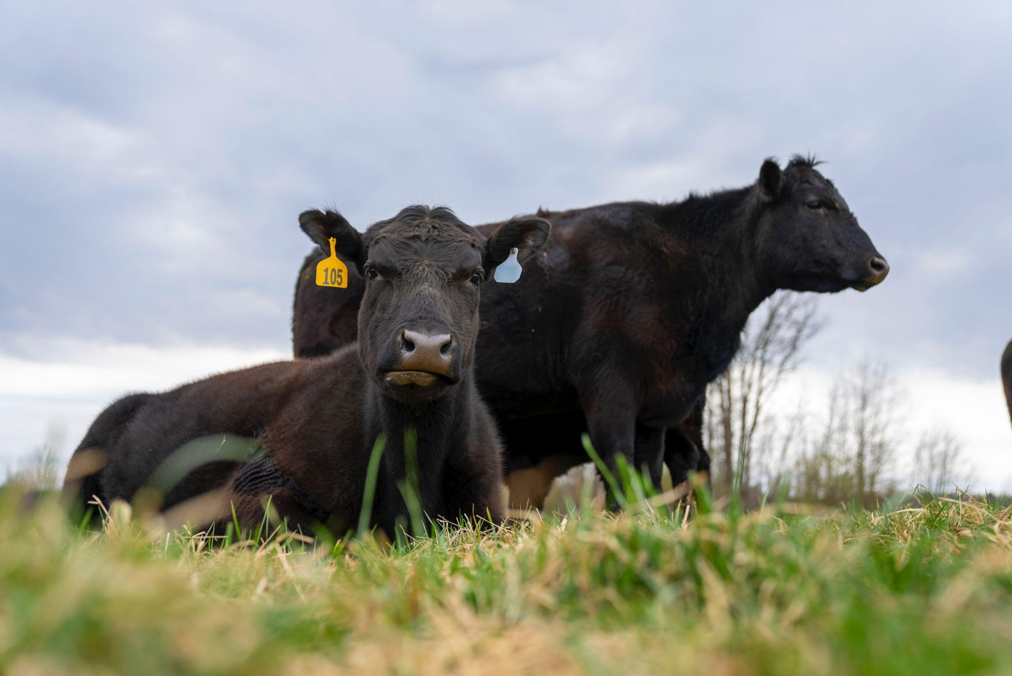 Two black cows resting in a field