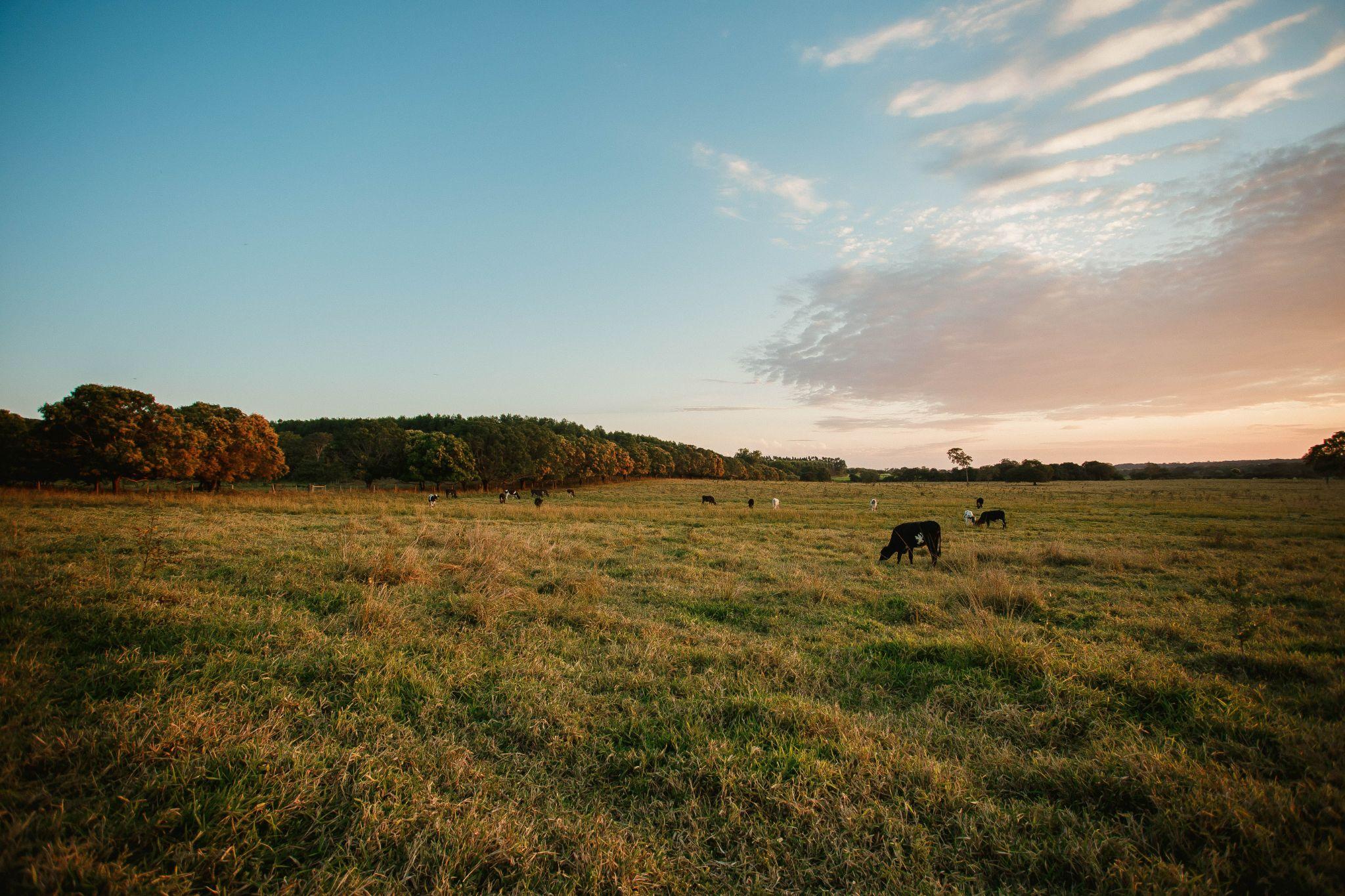 A herd of cows grazing a large green grass field.