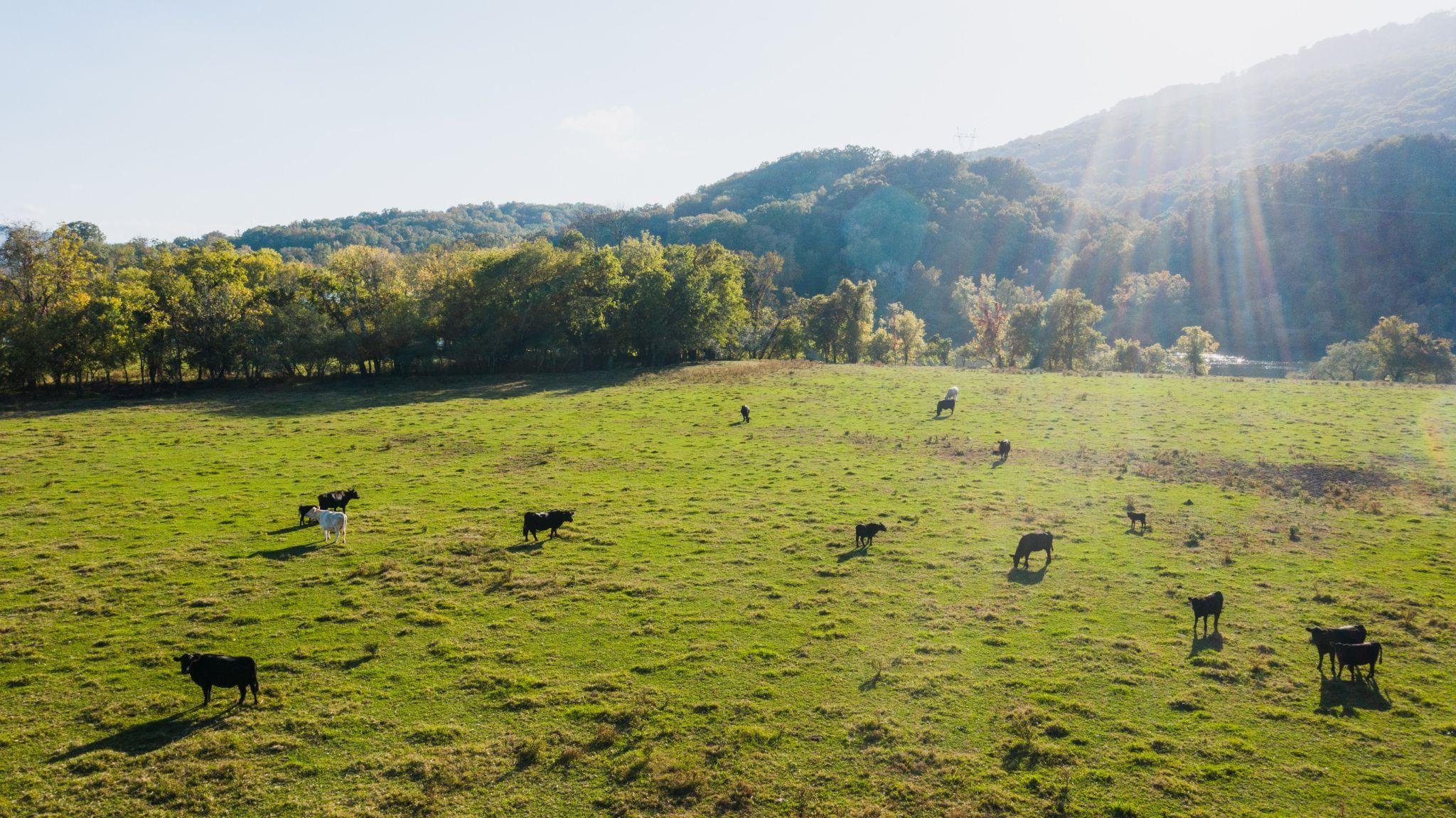 A herd of black cows in a sunny grass field.