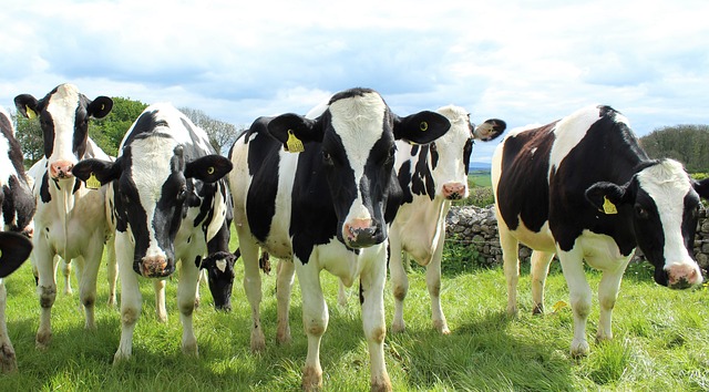 A herd of cows roaming the fields & gazing into a camera shot.