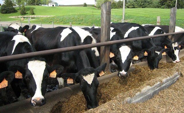 Black and white cows grazing in a green pasture on a farm.