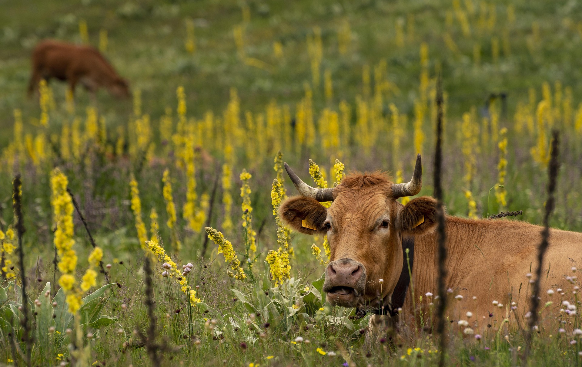 Image of a brown and white cow standing in a field.