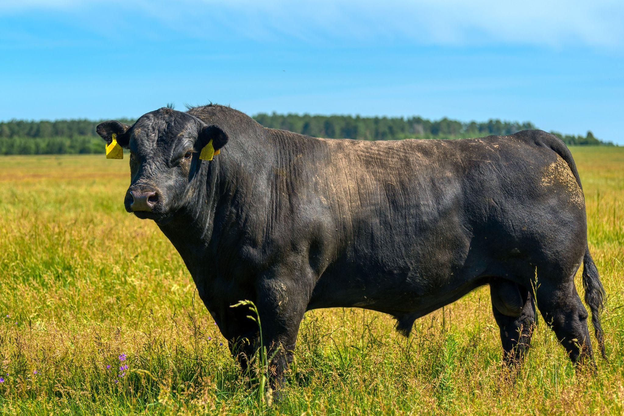 A black Angus bull stands on a green grassy field.