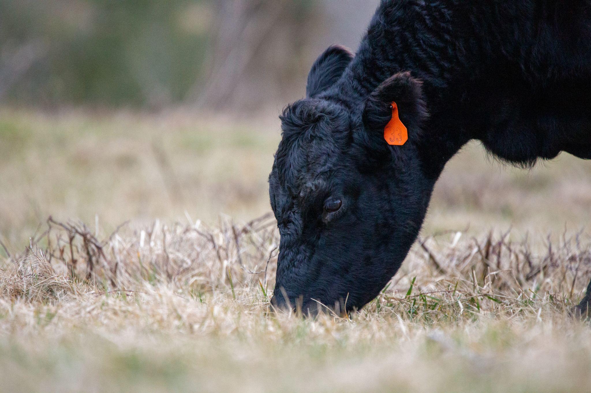 A black Angus cow grazing in a field with an orange tag.