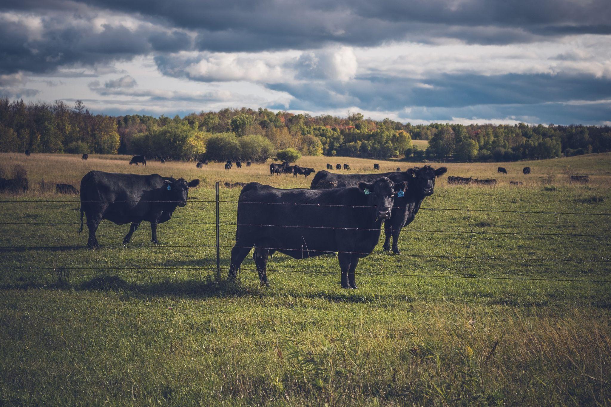 Beef cattle graze on a field in the summer.